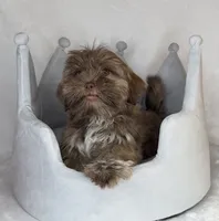 Kizer , a male Shih Tzu for sale in New Braunfels, TX – 3 of 5