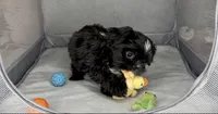 Kizer, a male Shih Tzu for sale in New Braunfels, TX – 4 of 4