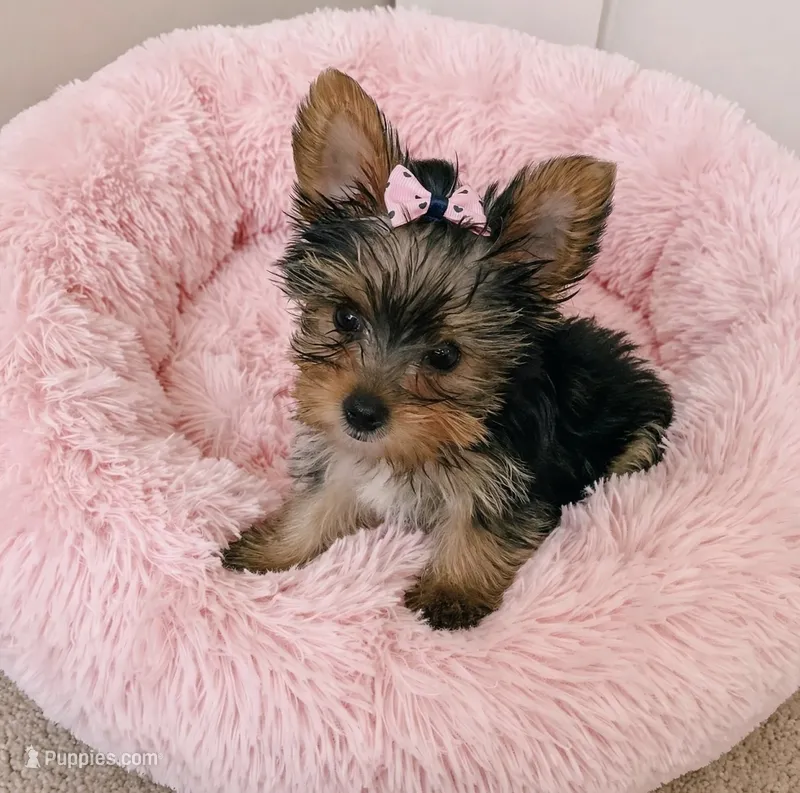 Riley – Yorkshire Terrier puppy for sale in New Braunfels, TX