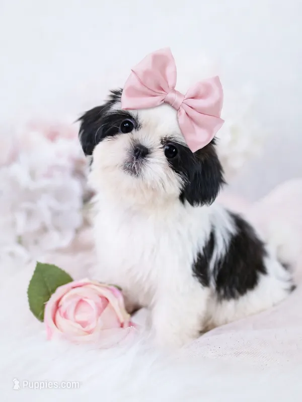 Dolly❤️830-660-4641 – Shih Tzu puppy for sale in New Braunfels, TX