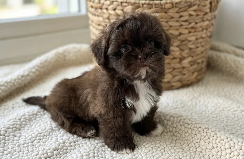 Wyatt – Shih Tzu puppy for sale in New Braunfels, TX