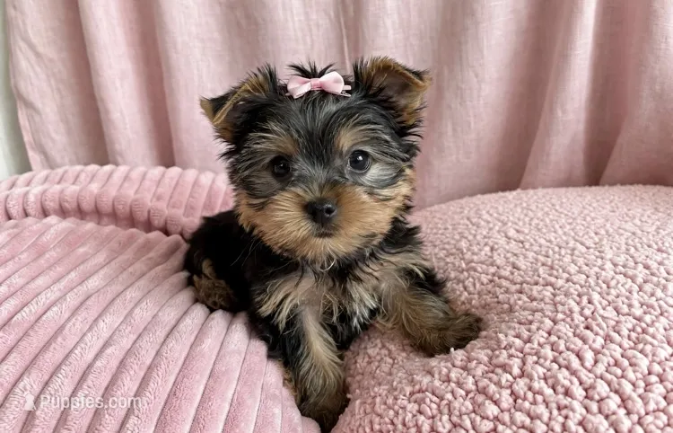 Zoey🎀830-660-4641 – Yorkshire Terrier puppy for sale in New Braunfels, TX