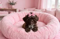 Quinn **imperial**, a female Shih Tzu for sale in New Braunfels, TX – 2 of 4