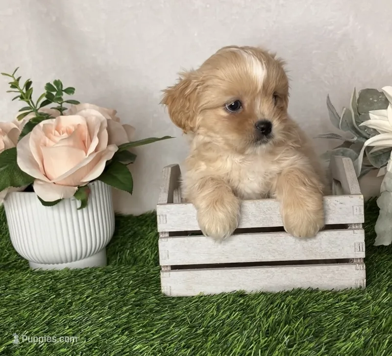 Duke  – Shih Tzu puppy for sale in New Braunfels, TX