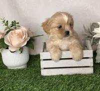 Duke , a male Shih Tzu for sale in New Braunfels, TX – 4 of 5