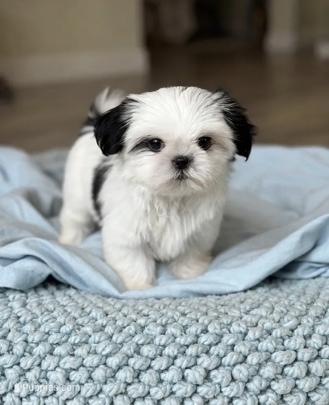 Samson💙IMPERIAL*830-660-4641 – Shih Tzu puppy for sale in New Braunfels, TX