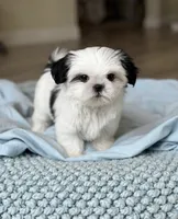 Samson💙IMPERIAL*830-660-4641, a male Shih Tzu for sale in New Braunfels, TX – 1 of 2