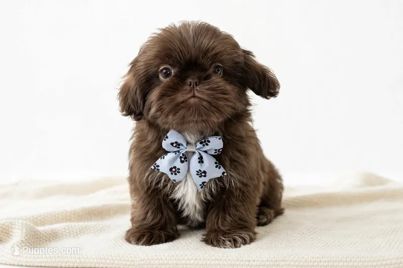 Maximus💙830-660-4641 – Shih Tzu puppy for sale in New Braunfels, TX