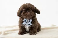 Maximus💙830-660-4641, a male Shih Tzu for sale in New Braunfels, TX – 1 of 4