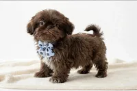 Maximus💙830-660-4641, a male Shih Tzu for sale in New Braunfels, TX – 2 of 4