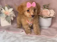 Sassy *Toy*, a female Poodle - Toy  for sale in New Braunfels, TX – 1 of 1
