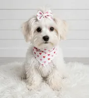 Annie🎀830-660-4641, a female Maltipoo for sale in New Braunfels, TX – 3 of 4