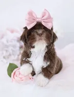 Sassy💕830-660-4641, a female Shih Tzu for sale in New Braunfels, TX – 2 of 4