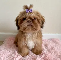 Lola 🎀830-660-4641, a female Shih Tzu for sale in New Braunfels, TX – 5 of 6