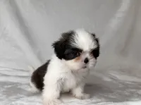 Max, a male Shih Tzu for sale in New Braunfels, TX – 2 of 3