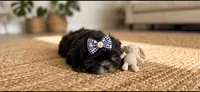 Molly, a female Shih Tzu for sale in New Braunfels, TX – 6 of 6