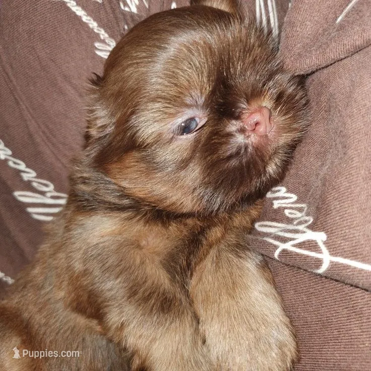 Riley  – Shih Tzu puppy for sale in New Braunfels, TX