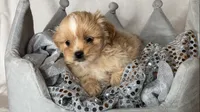 Duke , a male Shih Tzu for sale in New Braunfels, TX – 5 of 5