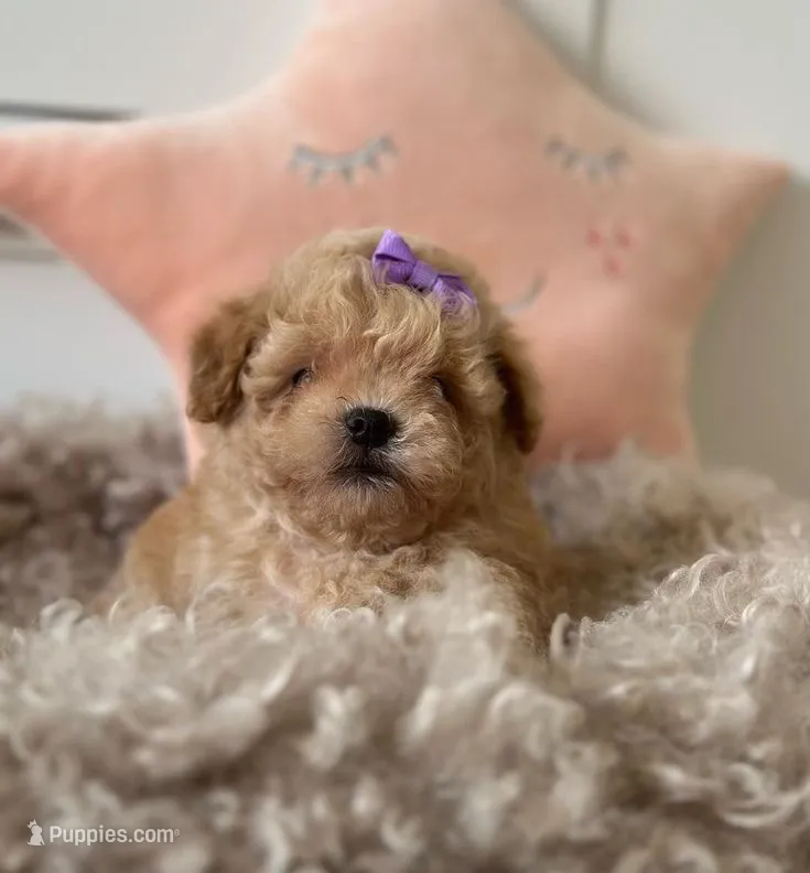 Remi *TOY* – Poodle - Toy  puppy for sale in New Braunfels, TX
