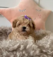 Remi *TOY*, a female Poodle - Toy  for sale in New Braunfels, TX – 1 of 1