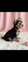 Riley, a female Yorkshire Terrier for sale in New Braunfels, TX – 3 of 3