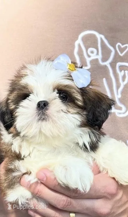 Lexi *imperial* – Shih Tzu puppy for sale in New Braunfels, TX