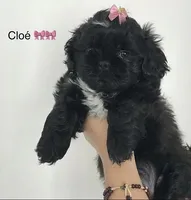 Cloe , a female Shih Tzu for sale in New Braunfels, TX – 1 of 1