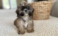 Luca💙830-660-4641, a male Shih Tzu for sale in New Braunfels, TX – 1 of 4