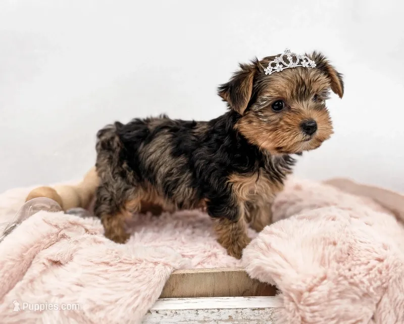Carli🎀MERLE/830-660-4641 – Yorkshire Terrier puppy for sale in New Braunfels, TX