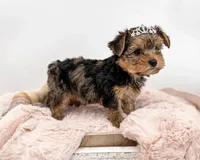 Carli🎀MERLE/830-660-4641, a female Yorkshire Terrier for sale in New Braunfels, TX – 1 of 6