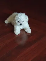 Cutie-Pie MINI , a female Maltipoo for sale in New Braunfels, TX – 2 of 2