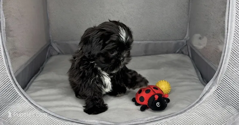 Kizer – Shih Tzu puppy for sale in New Braunfels, TX
