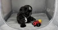 Kizer, a male Shih Tzu for sale in New Braunfels, TX – 1 of 4