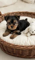 Drako💙830-660-4641, a male Yorkshire Terrier for sale in New Braunfels, TX – 2 of 4