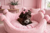 Quinn **imperial**, a female Shih Tzu for sale in New Braunfels, TX – 4 of 4