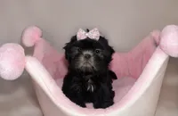 Misha, a female Shih Tzu for sale in New Braunfels, TX – 1 of 1