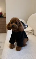 Monty🔥TOY🔥830-660-4641, a male Poodle - Toy  for sale in New Braunfels, TX – 3 of 3