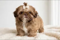 💕TINY IMPERIAL💕830-660-4641, a female Shih Tzu for sale in New Braunfels, TX – 4 of 5