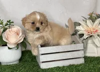 Duke , a male Shih Tzu for sale in New Braunfels, TX – 1 of 5