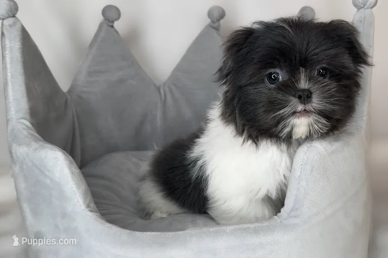 Blue – Shih Tzu puppy for sale in New Braunfels, TX