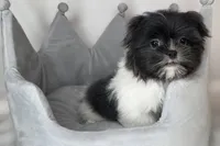 Blue, a male Shih Tzu for sale in New Braunfels, TX – 1 of 1