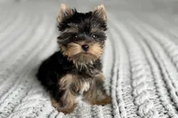 Scout💙830-660-4641, a male Yorkshire Terrier for sale in New Braunfels, TX – 5 of 9