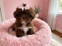 Star, a female Shih Tzu for sale in New Braunfels, TX – 2 of 2