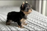 Scout💙830-660-4641, a male Yorkshire Terrier for sale in New Braunfels, TX – 8 of 9