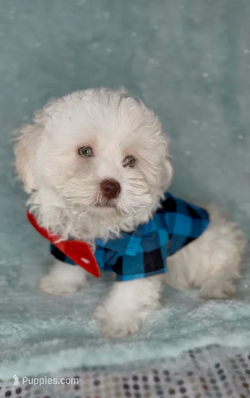 Maverick  – Maltipoo puppy for sale in New Braunfels, TX