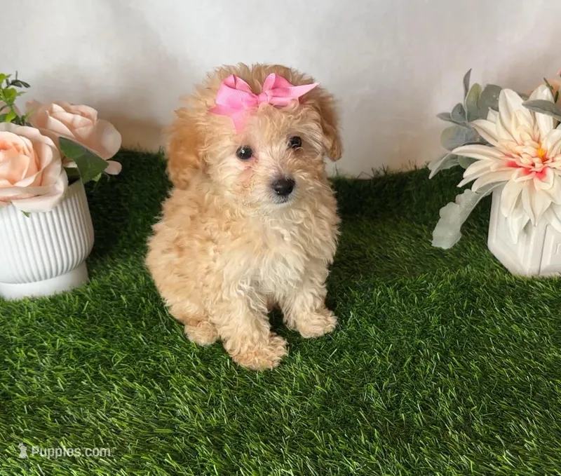 Winnie  – Maltipoo puppy for sale in New Braunfels, TX