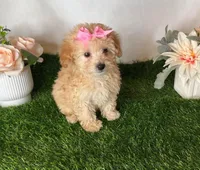 Photo of Winnie *TOY*
