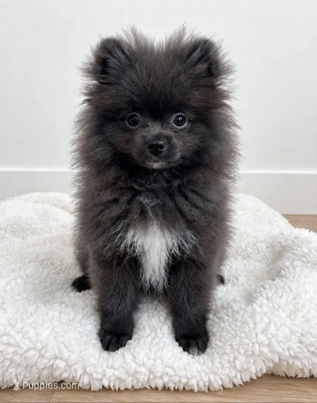 Pepe💙TINY🔥830-660-4641, a male Pomeranian for sale in New Braunfels, TX – 1 of 5
