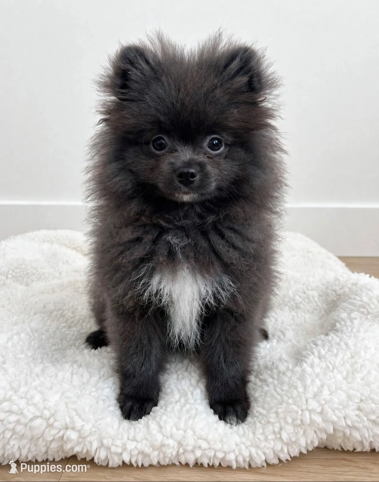 Pepe💙TINY🔥830-660-4641, a male Pomeranian for sale in New Braunfels, TX – 1 of 5