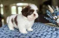 Benny❤️830-660-4641, a male Shih Tzu for sale in New Braunfels, TX – 3 of 3
